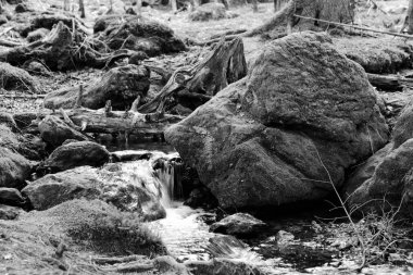 Ormandaki şelalenin siyah beyaz portresi