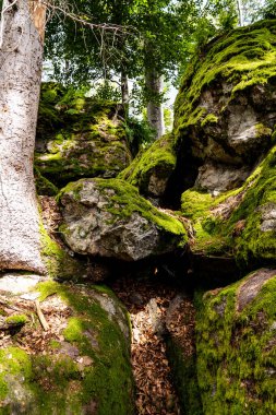 Yeşil yosunlu orman kayalarını kapatın.