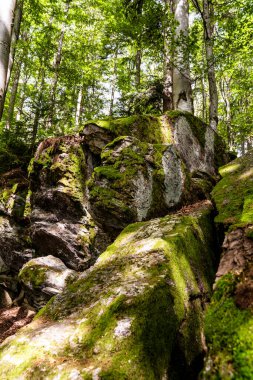 Ağaçlı kayalıklardaki yeşil yosun.
