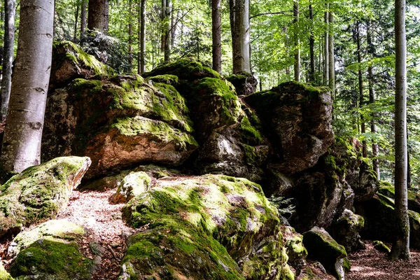 Rochers Forestiers Entourés Arbres — Photo