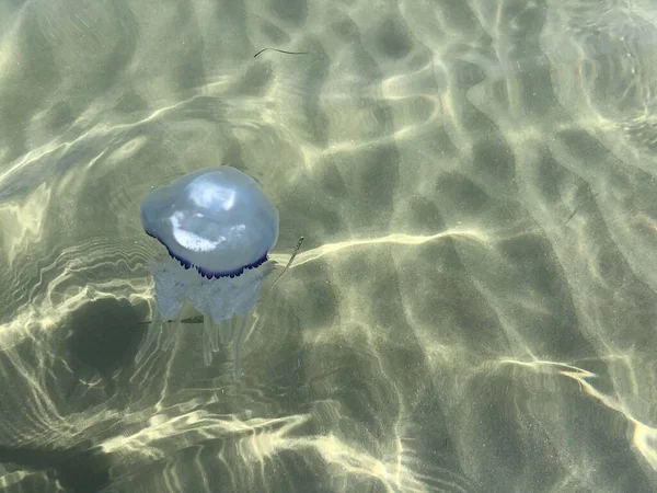 Transparent jellyfish floats through water.Summer Holidays concept. — Stock Photo, Image