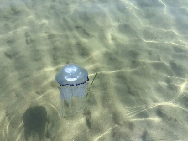 Прозора медуза пливе крізь воду. Концепція літніх канікул . — стокове фото