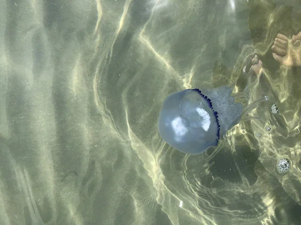 Átlátszó medúza úszik át a vízen.Nyári ünnepek koncepció. — Stock Fotó