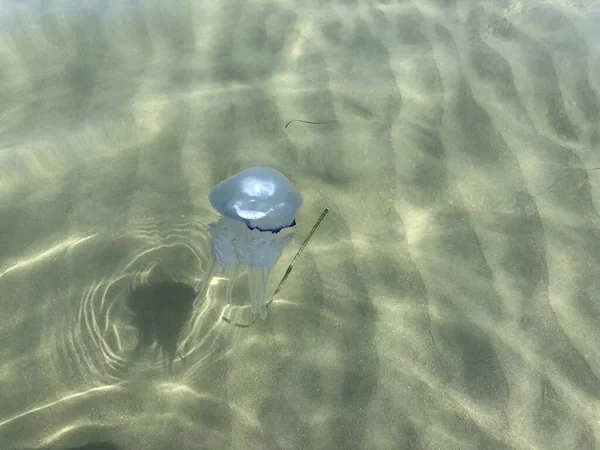 Las medusas transparentes flotan a través del agua.Concepto de vacaciones de verano. — Foto de Stock