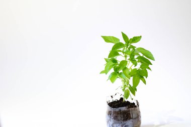 Esrardaki fesleğen bitkisi beyaz arkaplan kopyalama alanına izole edildi