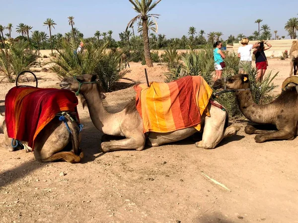 Vit arabisk kamel med föl i öknen, Marocko. — Stockfoto