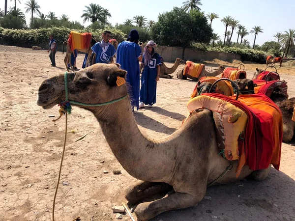 Vit arabisk kamel med föl i öknen, Marocko. — Stockfoto