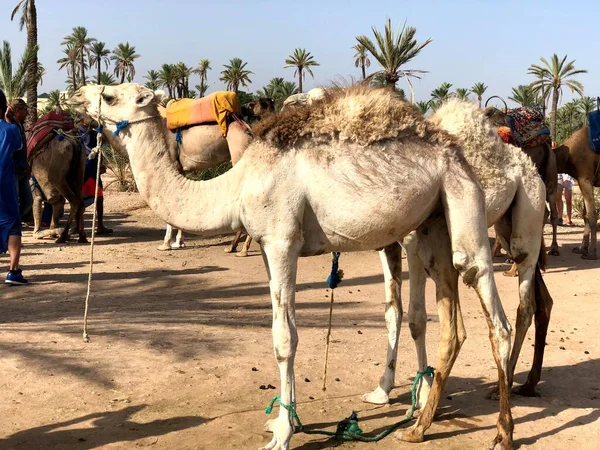 Camelo árabe branco com potro no deserto, Marrocos. — Fotografia de Stock