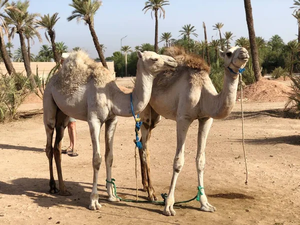 Camelo árabe branco com potro no deserto, Marrocos. — Fotografia de Stock