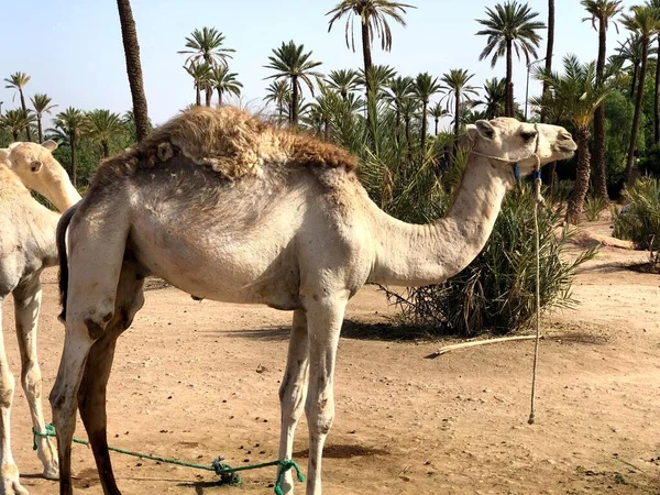 Weißes arabisches Kamel mit Fohlen in der Wüste, Marokko. — Stockfoto
