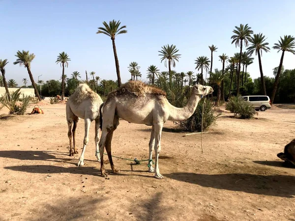 Chameau arabe blanc avec poulain dans le désert, Maroc. — Photo