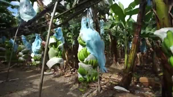 Σύστημα Καινοτομίας Στο Αγρόκτημα Μπανάνας Πακέτα Μπανάνα Κρέμονται Στη Διαδικασία — Αρχείο Βίντεο