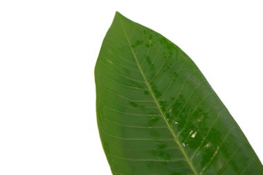 Beyaz arkaplanda yarı yeşil yaprak izole