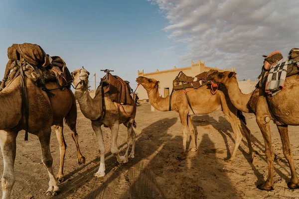 Fas Eylül 2019 Merzouga Fas Çöldeki Deve — Stok fotoğraf