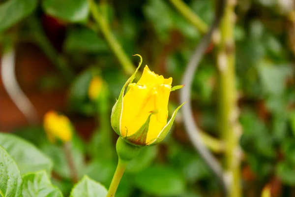 Detailní Záběr Žluté Růže Pupen — Stock fotografie