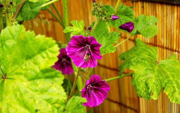 Güneşli bir haziran gününde çiçek açan bir arıyla çiçek açan turna gagası.