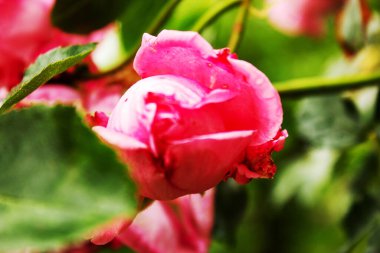 Bir yaz günü kırmızı bir gül goncasının kapanışı