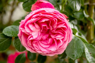 Ünlü Rosa Centifolia Yaprağı, Provence Gülü veya Lahana Gülü