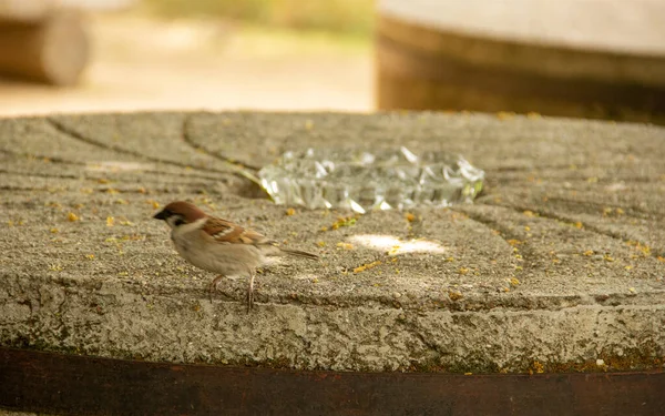 Değirmen taşının kenarında oturan bir ağaç serçesi.
