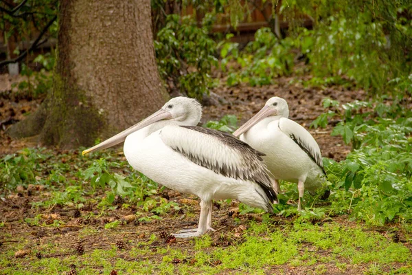 Vista Lateral Dois Pelicanos Australianos Adultos Pelecanus Conspicillatus Latina — Fotografia de Stock
