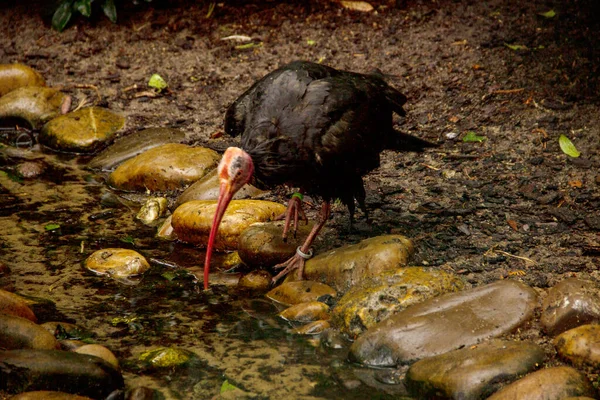 Front View Bald Ibis Drinking Stream Geronticus Eremita — Stock Photo, Image