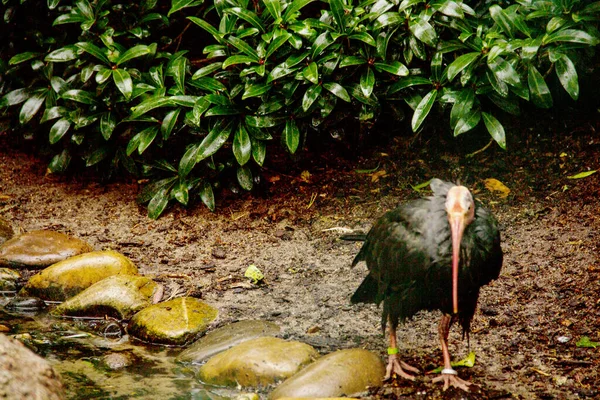 Vista Frontale Ibis Calvo Ruscello Geronticus Eremita — Foto Stock