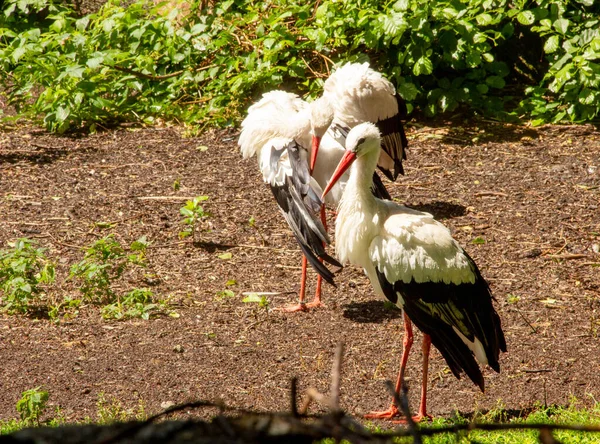 Duas Cegonhas Brancas Ciconia Ciconia Também Chamada Cegonha Foram Aves — Fotografia de Stock