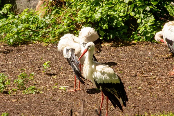 Three White Storks Ciconia Ciconia Also Called Rattle Stork Were — Stock Photo, Image