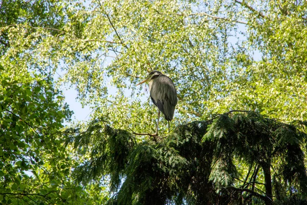 View Night Heron Looking Side Sitting Top Spruce Latin Nycticorax — Stock Photo, Image