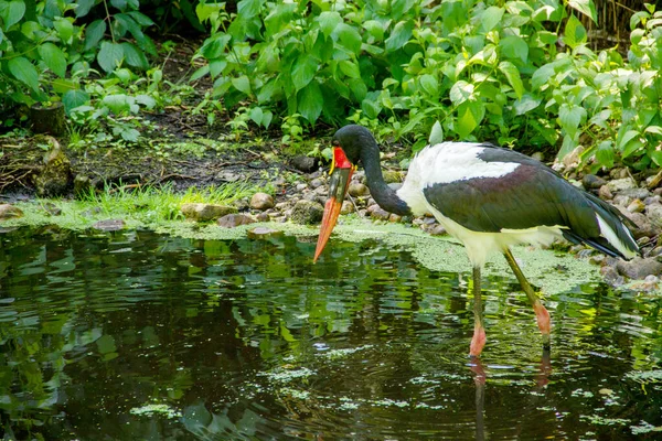 Side View Saddle Billed Stork Foraging Pond — Stock Photo, Image