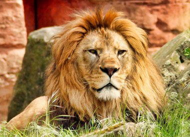 İzleyen yetişkin bir Berber aslanından ön manzara, Panthera leo