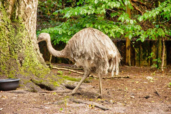 Vista Darwin Rhea Pterocnemia Pennata Rhea Darwinii Gould Uma Ratite — Fotografia de Stock