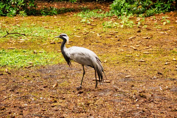 Veduta Una Gru Demoiselle Anthropoides Virgo Specie Più Piccola Della — Foto Stock