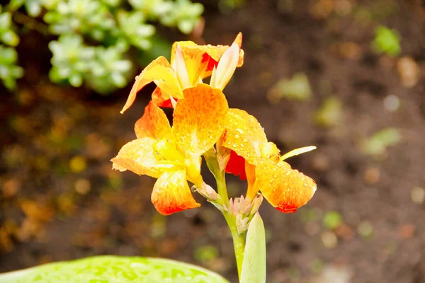 Turuncu yenilebilir bir konserve kutusu, Latin Canna melezi