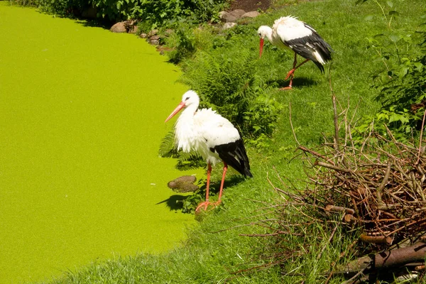 Vista Duas Cegonhas Brancas Beira Uma Lagoa — Fotografia de Stock