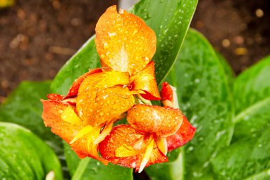 Turuncu yenilebilir bir konserve kutusu, Latin Canna melezi