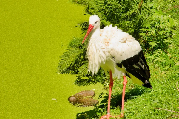 Side View White Stork Standing Edge Pond — Stock Photo, Image