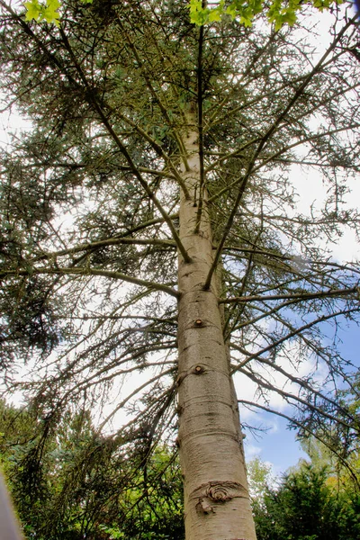 Ädel Gran Abies Procera Även Känd Som Silvergran Standardspråket Art — Stockfoto