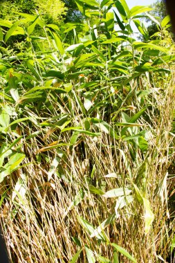 Altın bambu olarak da adlandırılan balık sırığı bambuları, bilimsel adı Phylostachys aurea