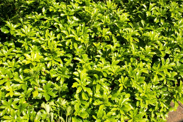 Japon spurge, Boxwood ailesinin bir türüdür. Aslen Japonya ve Çin ormanlarından geliyor.