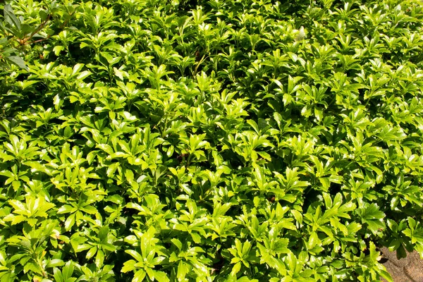 Japon spurge, Boxwood ailesinin bir türüdür. Aslen Japonya ve Çin ormanlarından geliyor.