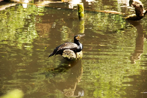 Vista Cormorán Doble Cresta Sentado Árbol Estanque — Foto de Stock