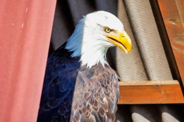 Bir kel kartal portresi, bazen Amerikan kartalı olarak da bilinir, Birleşik Devletlerin ulusal kuşu ve ulusal hayvanı.