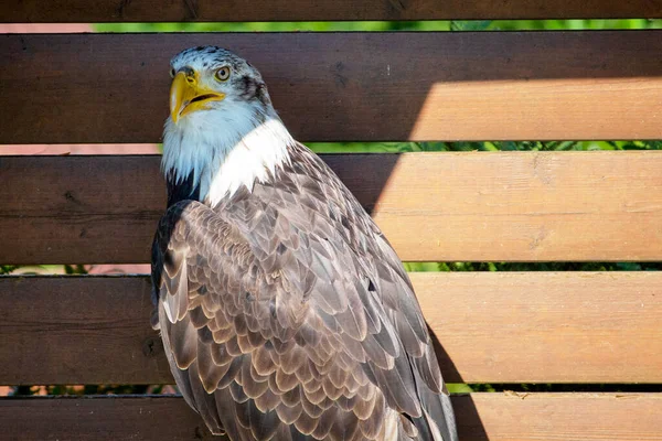 Retrato Águila Calva Veces Llamada Águila Americana Pájaro Nacional Animal —  Fotos de Stock