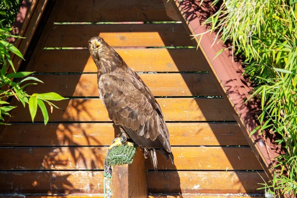 Beyaz kuyruklu bir kartal portresi, Haliaeetus albicilla, Avrasya 'nın ılıman bölgelerine yayılmış çok büyük bir deniz kartalı türüdür.