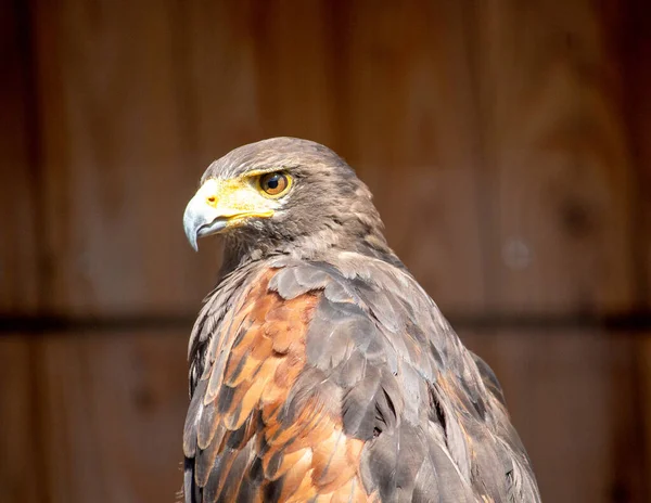 Harris şahini, Parabuteo unicinctus, eskiden körfez kanatlı şahini ya da esmer şahin olarak bilinen ve Latin Amerika 'da peuco olarak bilinen