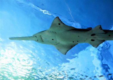 Bir testerenin sualtı çekimi, latin Pristiophoridae