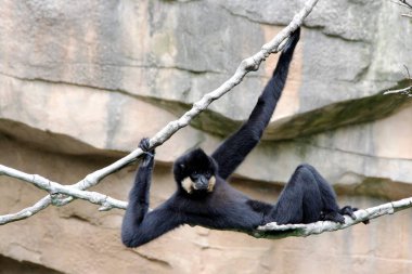 Kuzey White yanaklı Gibbon, Latin Nomascus Iucogenys, lianalara tırmanan
