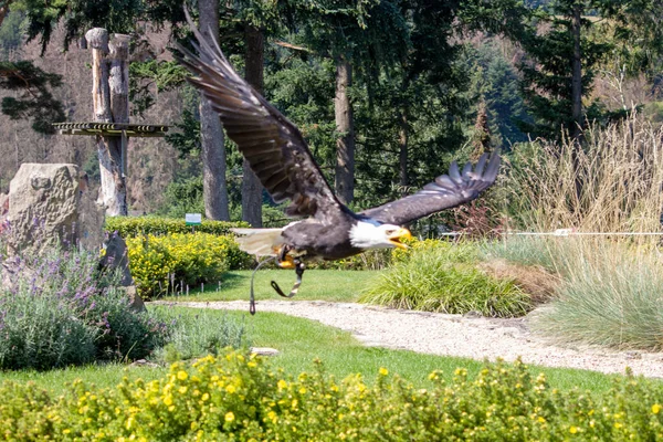 Retrato Águila Calva Haliaeetus Leucocephalus Con Bonito Fondo Jardín Verde — Foto de Stock