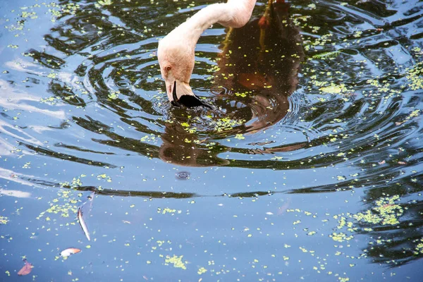 Vista Della Testa Chileflamingo Phoenicopterus Chilensis Più Comune Delle Tre — Foto Stock